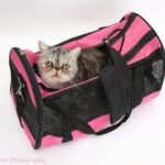 Cat Carrier