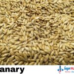 Canary Seed -1Kg