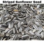 Striped sunflower seed