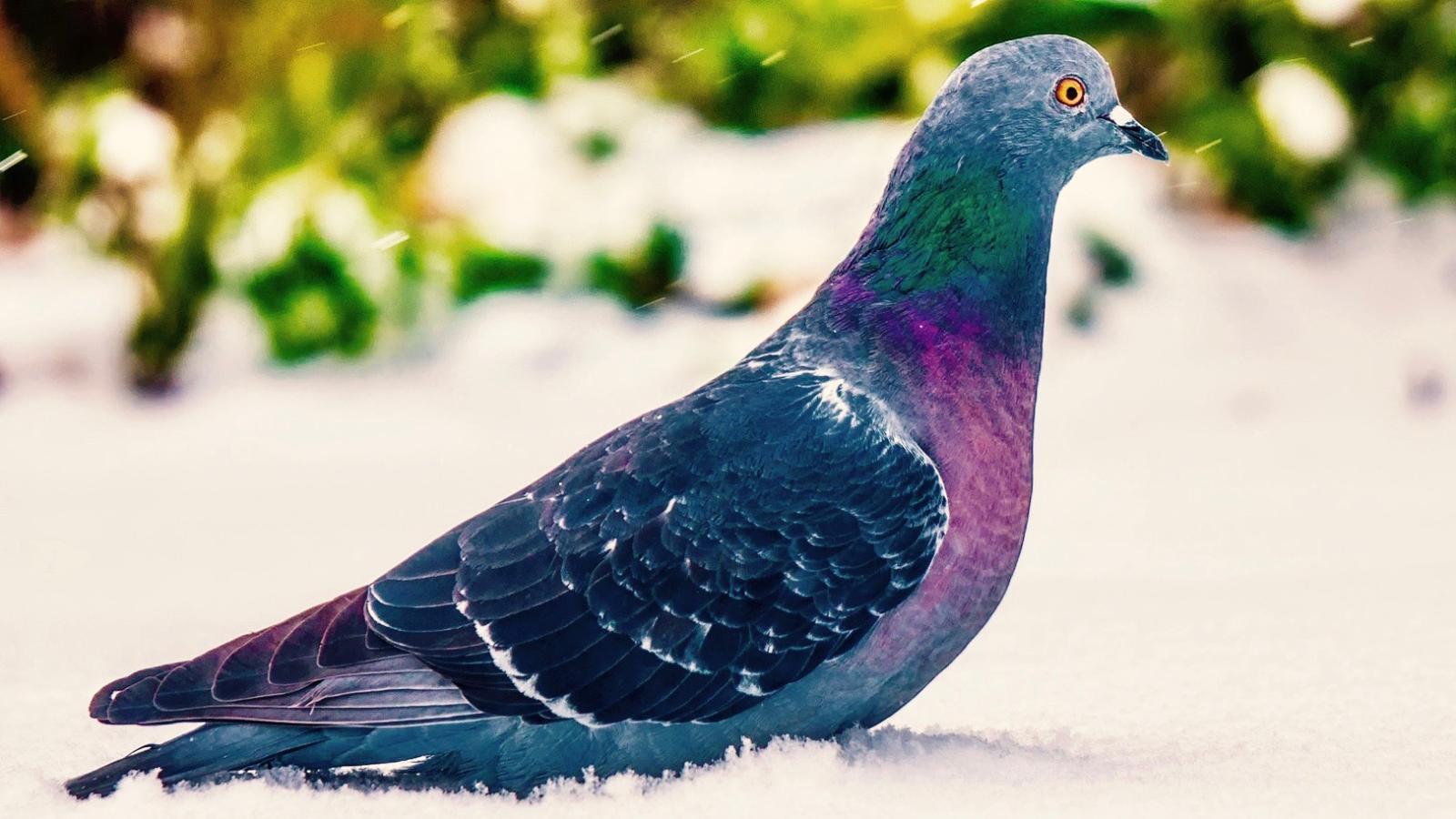 Pigeon Food