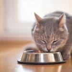 Cat Food Bowls