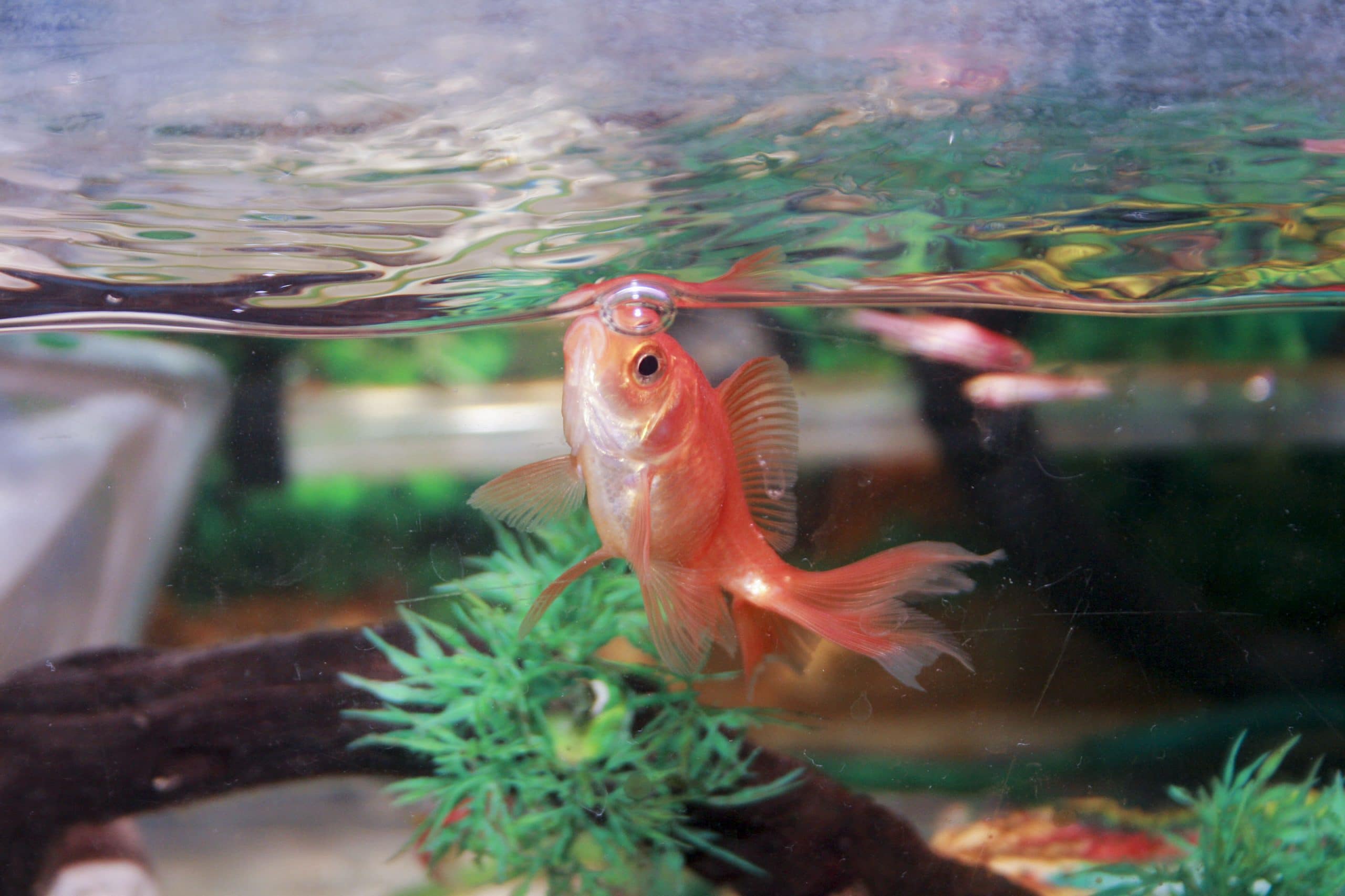 Fish Food