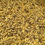 Polawo Dhan birds food 1kg