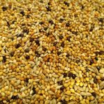 finches Mix imported birds food