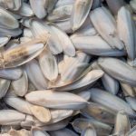 AQUARIUM High Calcium Cuttlefish Bone for All Birds 1kg