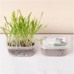 Cat Grass Set Catnip Seed Potted Plant Nutrient Soil